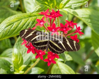 Zebra Longwinger butterfly,, Heliconius charithonia,  on a red Starcluster flower Stock Photo
