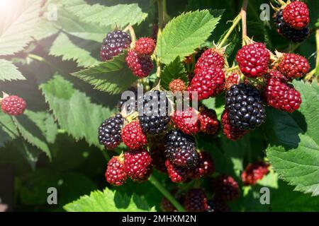 Blackberry bush close up. Berry background. Red and black berries of blackberries on a background of green leaves on a sunny day. Close-up of ripe bla Stock Photo
