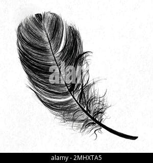Black bird feather element vector Stock Vector
