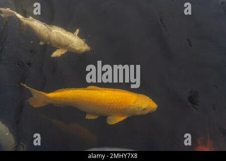 a collection of koi goldfish in a freshwater pond landscape Stock Photo