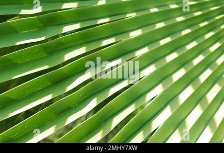 Artistic Pattern of Palm Leaves Reflections for Background or Banner Stock Photo