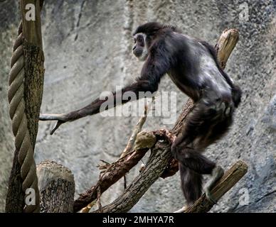 white-handed gibbon Calgary Zoo Alberta Stock Photo