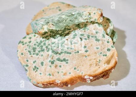 Moldy bread, sliced Stock Photo