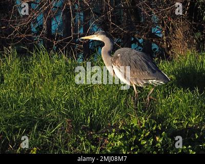 Sheerness, Kent, UK. 27th Jan, 2023. UK Weather: a grey heron lit by the late afternoon sun on a cold afternoon in Sheerness, Kent. Credit: James Bell/Ģ����ý Live News Stock Photo