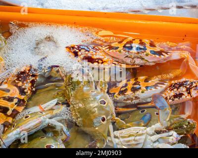 Close up shot of raw fresh Charybdis feriatus crab at Taichung, Taiwan Stock Photo