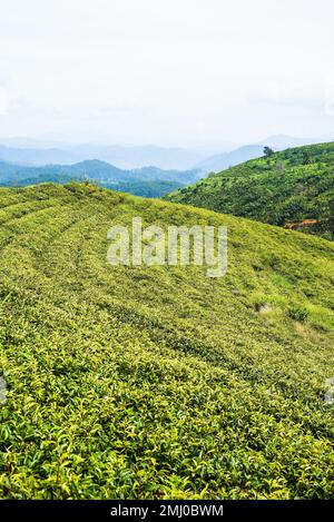 Tea crop in tea hill in Da Lat Vietnam Stock Photo