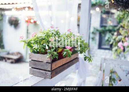 Close up of pink flowers in a wooden box on the veranda of outdoor cafe. Street restaurant with green plants. Interior of a summer open air cafe. Copy Stock Photo