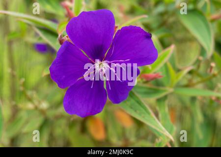 purple flower in the middle of nature landscape Stock Photo