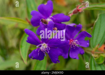 purple flower in the middle of nature landscape Stock Photo