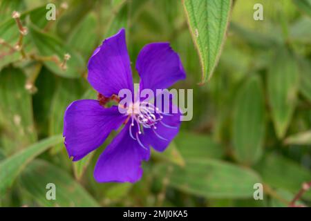 purple flower in the middle of nature landscape Stock Photo