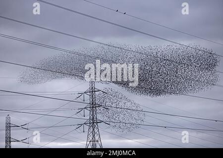 Starlings roosting over Newport Wetlands Wales UK Stock Photo