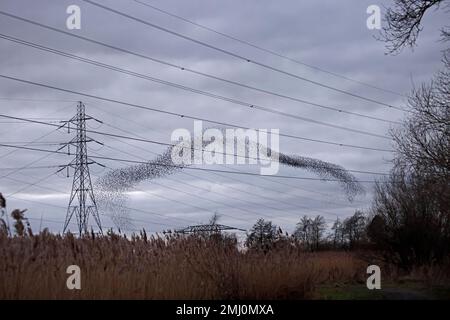 Starlings roosting over Newport Wetlands Wales UK Stock Photo