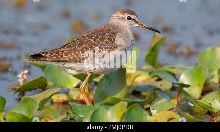 Common redshank bird looking for fish in a forest swamp Stock Photo