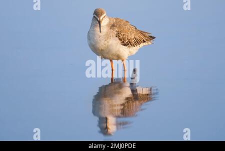 Common redshank bird looking for fish in a forest swamp Stock Photo