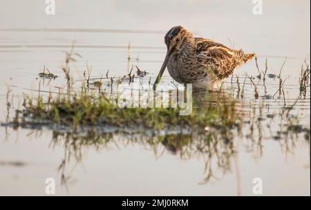 Common redshank bird looking for fish in a forest swamp Stock Photo