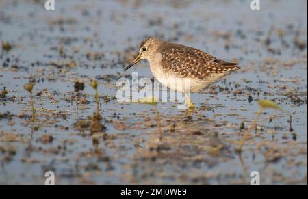 Common redshank bird looking for fish in a forest swamp Stock Photo