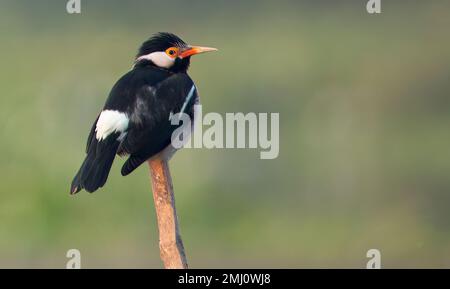 Cute Swallow bird perched on top of a wooden pole Stock Photo