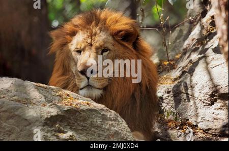 Indian lion in close-up view, spotted at Bannerghatta forest in Karnataka, India Stock Photo