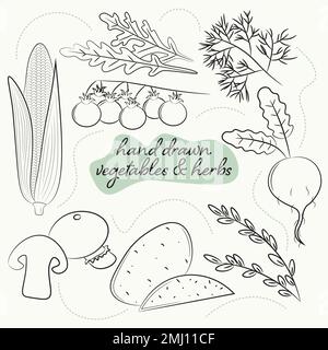 a set of hand drawn vegetables and herbs Stock Vector