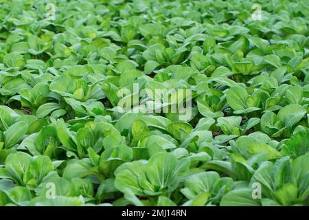 background of fresh green pak choy or bok choy grown in the garden for vegetable groceries Stock Photo