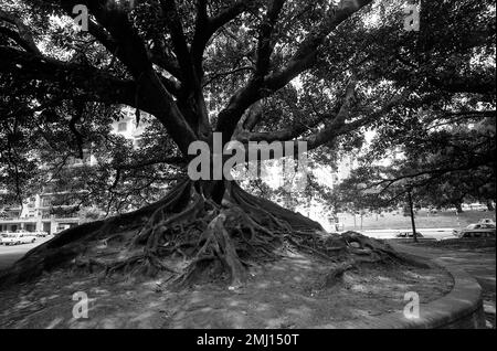 Ombu tree in downtown Buenos Aires, Argentina Stock Photo