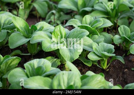 close up of fresh green pak choy or bok choy grown in the garden for vegetable groceries Stock Photo