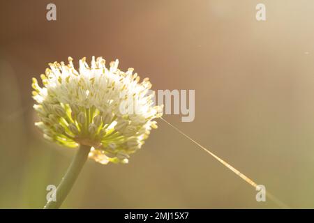 Onion flower blooms in the garden. Farm background in summer countryside Stock Photo