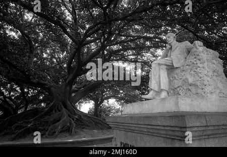 Ombu tree in downtown Buenos Aires, Argentina Stock Photo