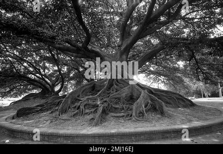 Ombu tree in downtown Buenos Aires, Argentina Stock Photo