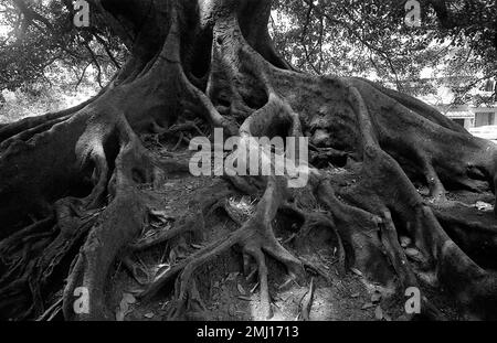 Ombu tree in downtown Buenos Aires, Argentina Stock Photo