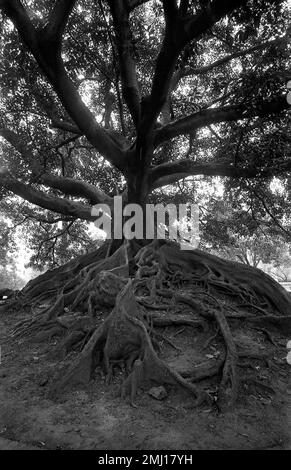 Ombu tree in downtown Buenos Aires, Argentina Stock Photo