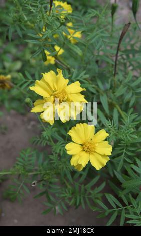 Vertical view of a yellow Marigold flower (Tagetes Erecta) bloomed in the garden Stock Photo
