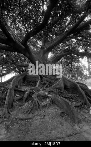 Ombu tree in downtown Buenos Aires, Argentina Stock Photo