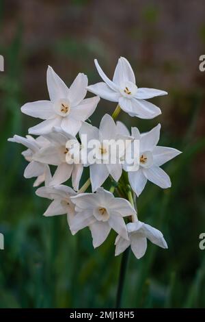 Closeup view of cluster of white flowers of narcissus papyraceus aka paperwhite blooming outdoors in winter garden Stock Photo