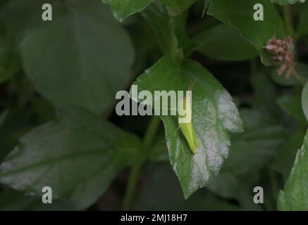 A bright green color grasshopper is sitting on top of a Singapore daisy leaf Stock Photo