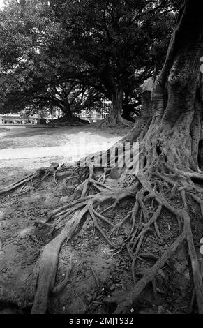 Ombu tree in downtown Buenos Aires, Argentina Stock Photo