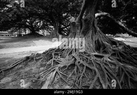 Ombu tree in downtown Buenos Aires, Argentina Stock Photo