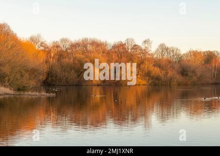 Warm winter morning light at Colwick Park in Nottingham, Nottinghamshire England UK Stock Photo