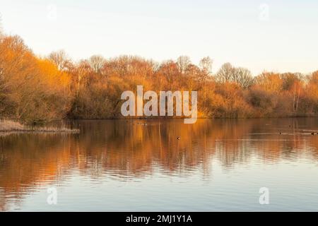 Warm winter morning light at Colwick Park in Nottingham, Nottinghamshire England UK Stock Photo