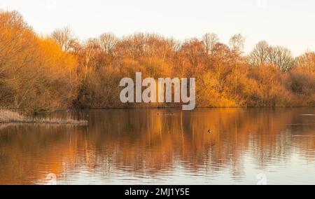 Warm winter morning light at Colwick Park in Nottingham, Nottinghamshire England UK Stock Photo