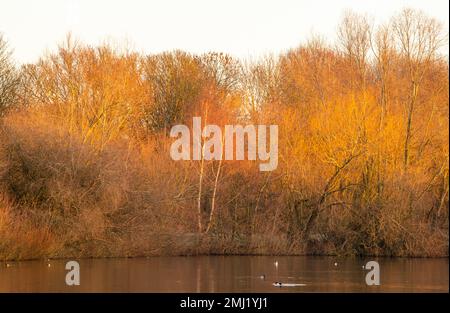 Warm winter morning light at Colwick Park in Nottingham, Nottinghamshire England UK Stock Photo