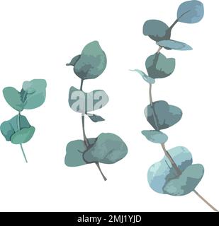 Collection of green silver eucaliptus leaves. Natural branches, vector illustration Stock Vector