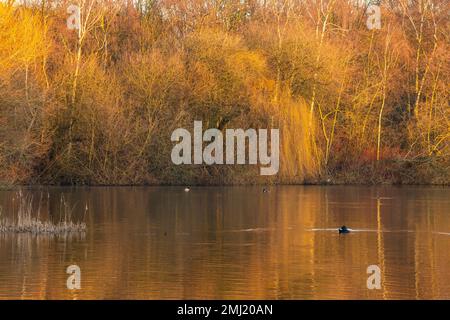 Warm winter morning light at Colwick Park in Nottingham, Nottinghamshire England UK Stock Photo