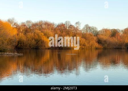 Warm winter morning light at Colwick Park in Nottingham, Nottinghamshire England UK Stock Photo