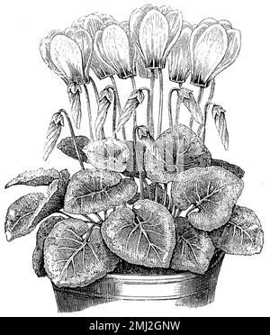 European cyclamen, Cyclamen purpurascens,  (encyclopedia, 1893), Europäisches Alpenveilchen, Cyclamen pourpre Stock Photo