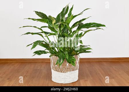 Diamond peace lilies hi-res stock photography and images - Alamy