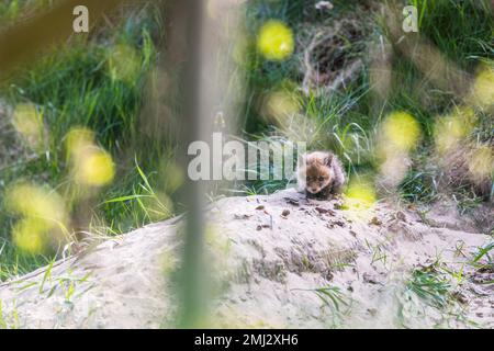 Puppies waiting for their mother in front of their foxhole Stock Photo