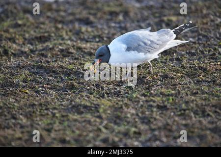 Sabine's gull (Xema sabini) foraging on coastal mudflats at low tide. The bird appears to have caught an invertebrate Stock Photo