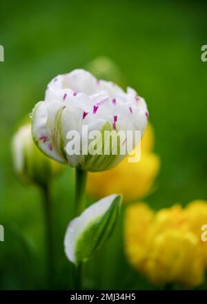 Beautiful white pink Double tulip in spring flowerbed with blurred background. Danceline (Tulipa) Gardening concept. Soft focus. Stock Photo