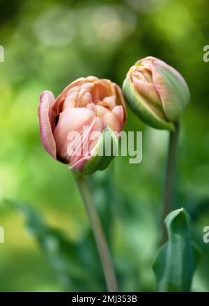 Beautiful bronze apricot Double tulip flowers in an early spring garden. La Belle Epoque (Tulipa) Gardening concept. Soft focus. Stock Photo